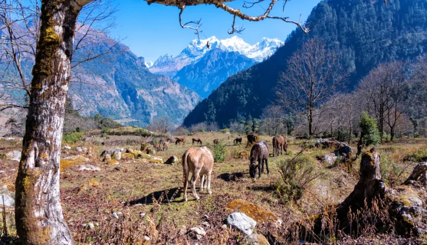 Manaslu Conservation Area in Nepal