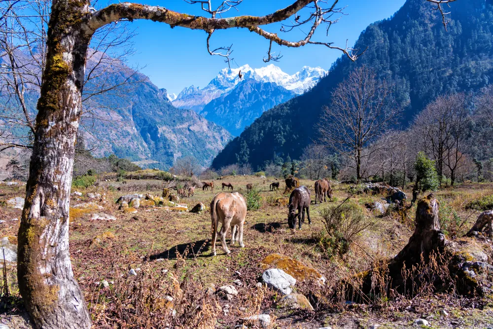 Manaslu Conservation Area in Nepal