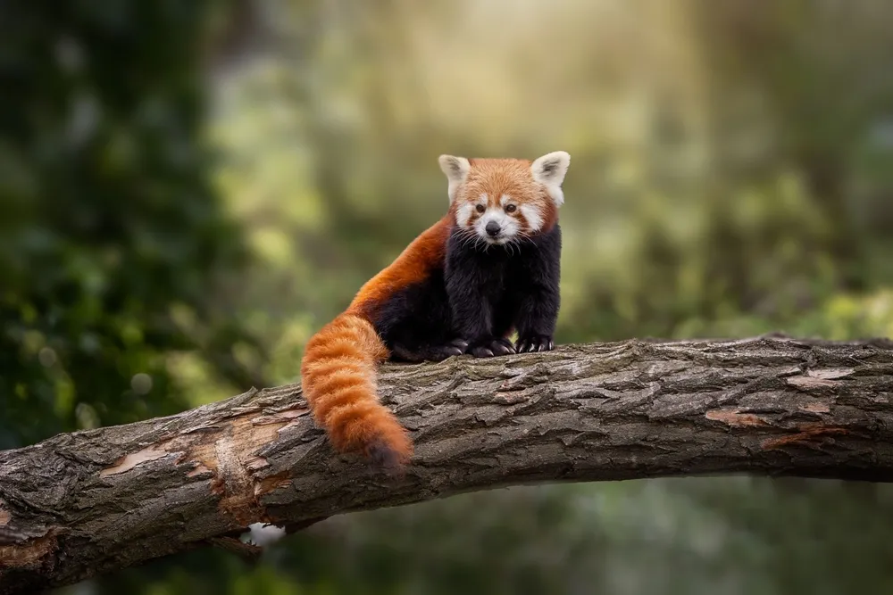 Red panda in Manaslu Conservation Area