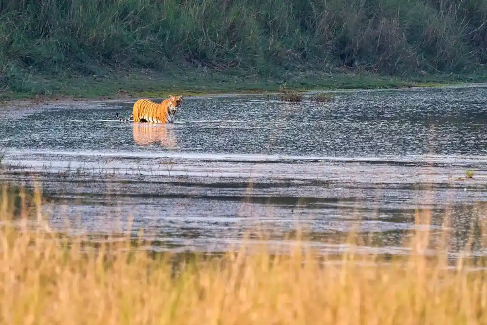 Bengal Tiger,Bardia National Park
