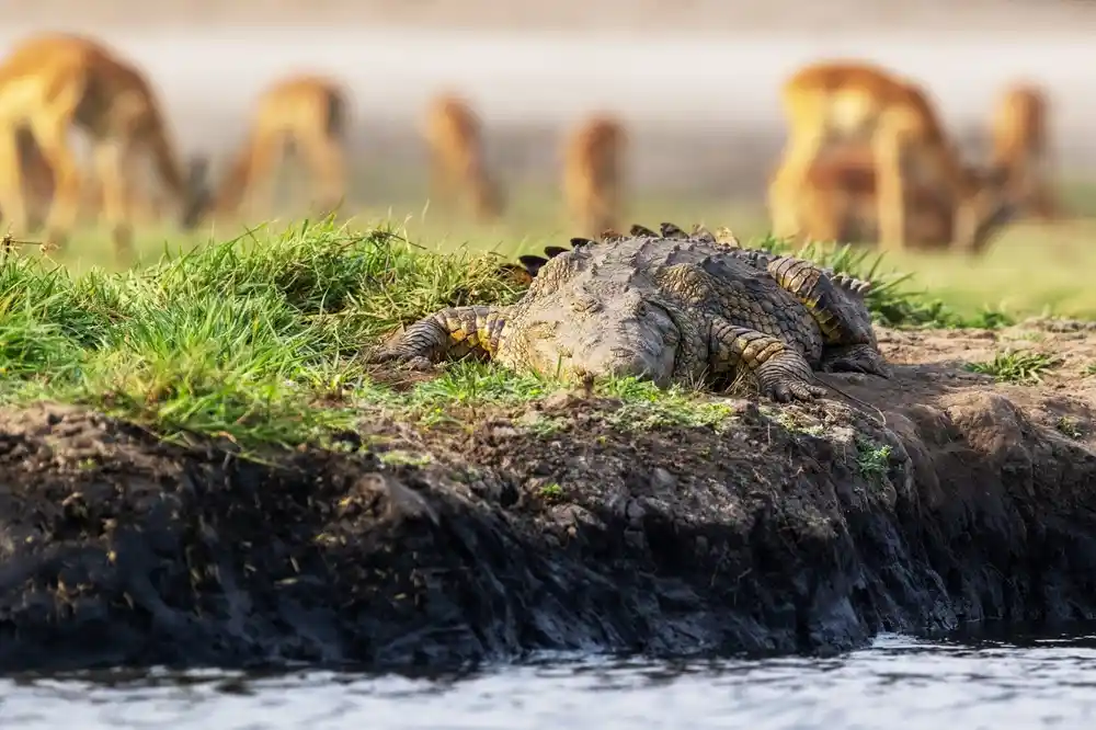 Crocodiles, Banke National Park